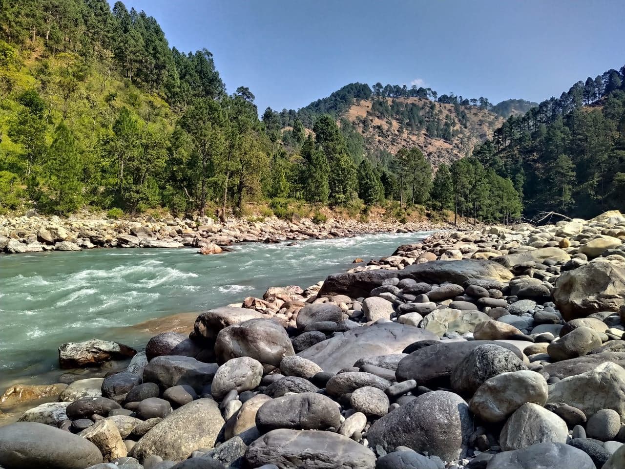 The river near Sebवन, running through the pine forest in Mori, Uttarakhand