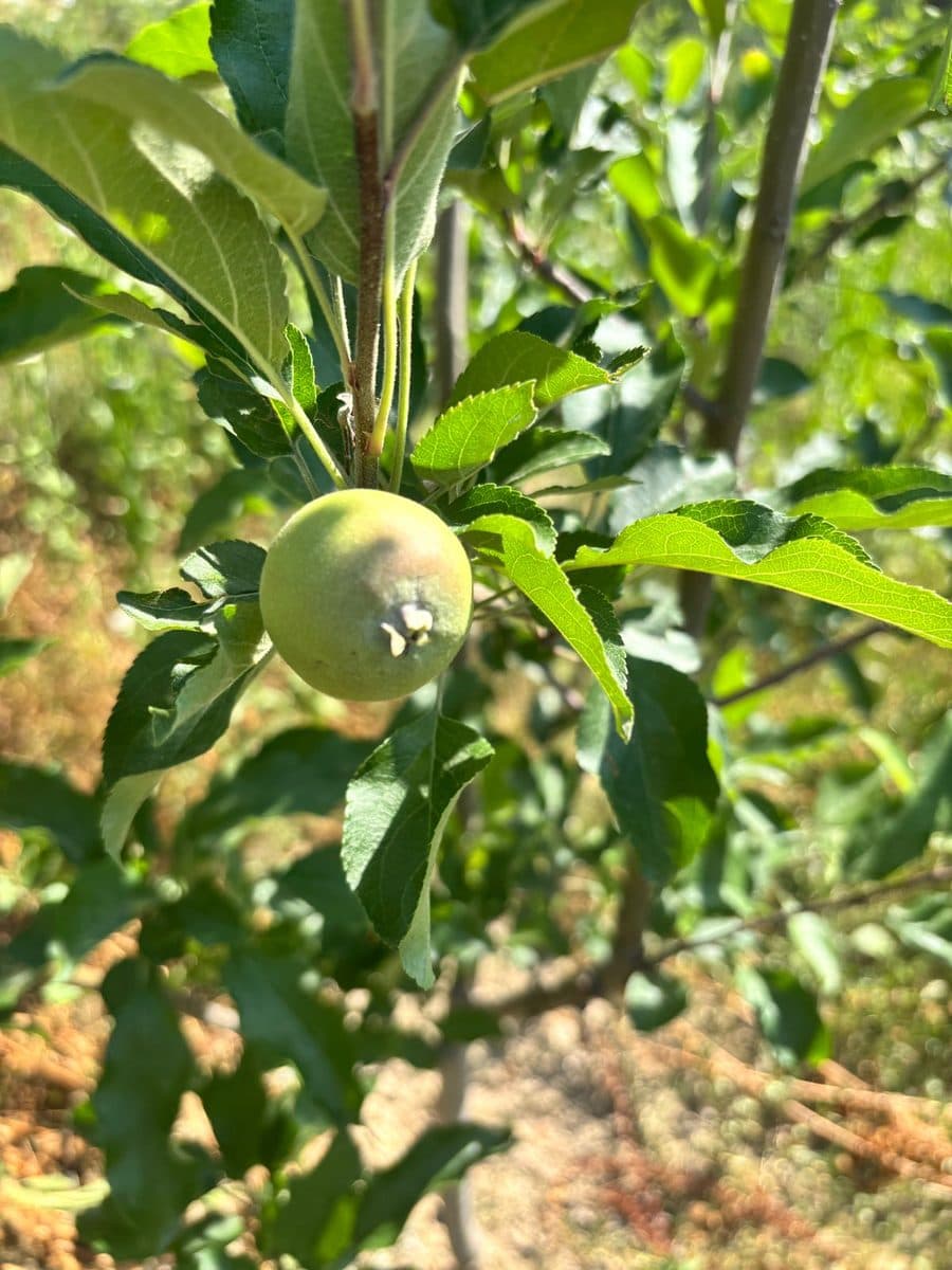 The first apples, photo 4
