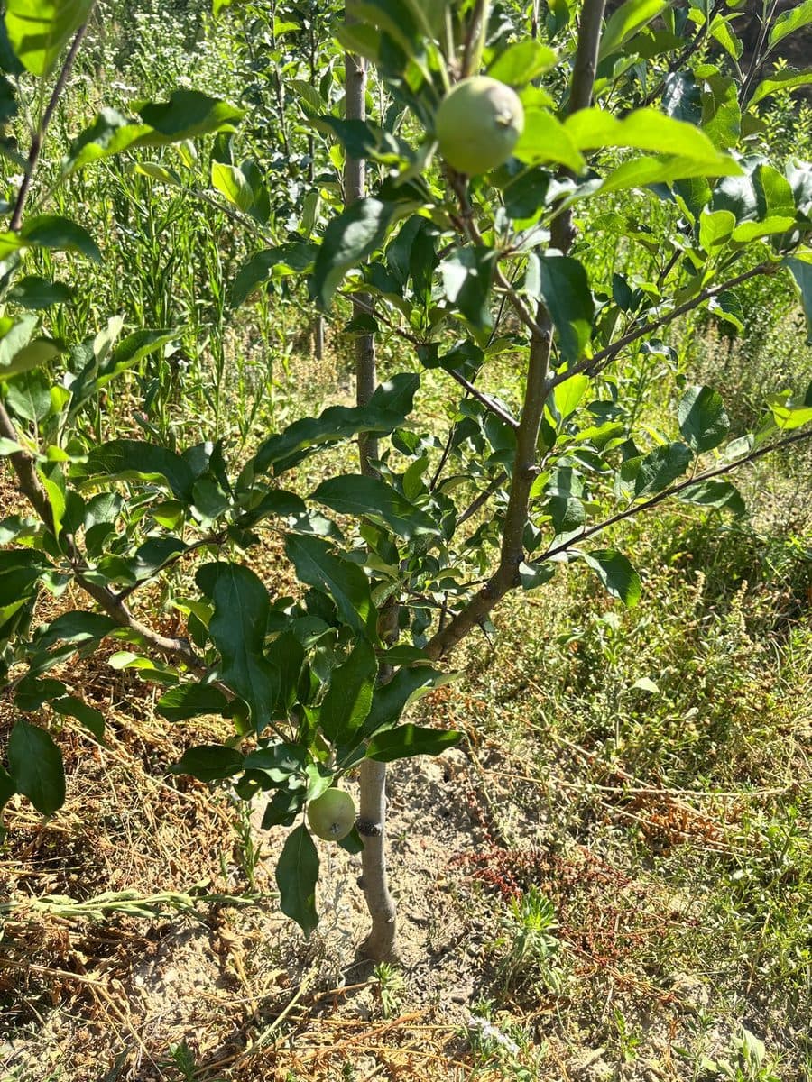 The first apples, photo 1
