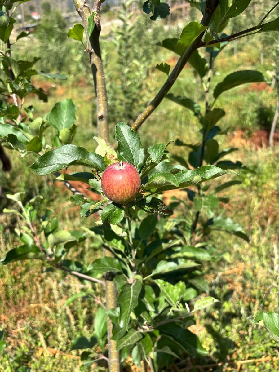The first apples, photo 2